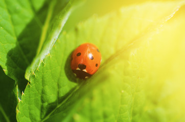 Red ladybag on the green leaf, natural spring seasonal eco sunny background