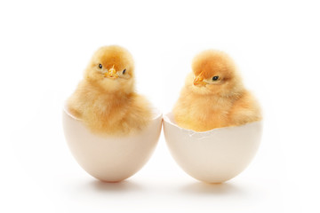2羽のヒヨコ