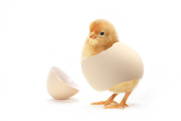 ヒヨコ © Tsuboya