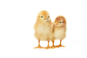 Obraz premium 2羽のヒヨコ