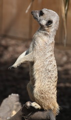 Surykatka © sorensen15