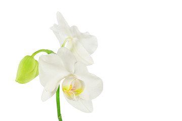 Naklejka na ściany i meble White phalaenopsis orchid flowers isolated on white