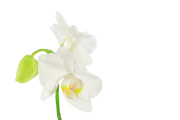 Obraz premium White phalaenopsis orchid flowers isolated on white