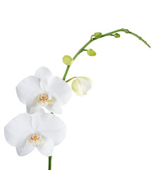 Naklejka na ściany i meble Orchid phalaenopsis white isolated