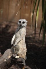 Surykatka © sorensen15