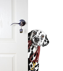 Dalmatian with a leash peeks out from behind the door - 103873005