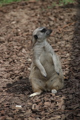 Surykatka © sorensen15