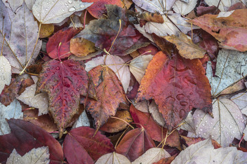 Autumn leaves maple