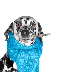 a dog is sick, and measures the temperature
