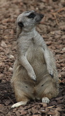 Surykatka © sorensen15