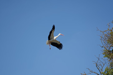 cigogne en vol au bord du nid dans ciel bleu