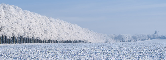 Baumallee mit bereiften Bäumen an einem frostigen Wintertag 