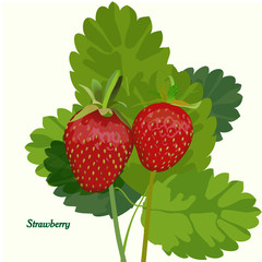кустик клубники на белом фоне