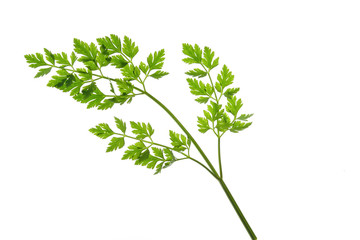 Petersilie, einzelnes Blatt freigestellt vor weißem Hintergrund