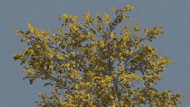 European Linden Tree Crown Yellow Leaves Branches Fall Swaying Tree Computer Generated Animation Outdoors Studio
