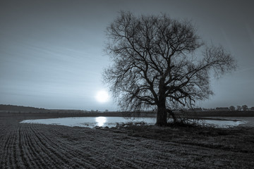 Mondaufgang über dem einsamen Baum