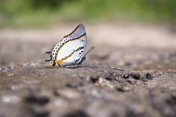 Butterfly OLYMPUS DIGITAL CAMERA