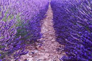 Beautiful fragrant lavender fields