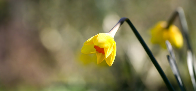 jonquille et narcisse