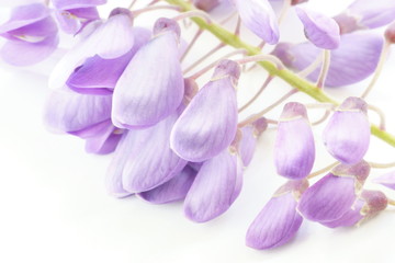 Obraz premium wisteria petals