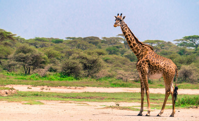 giraffe in the Serengeti landscape

