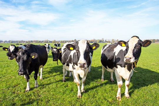 Cows in the countryside from the Netherlands