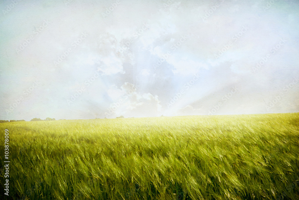 Canvas Prints wheat field