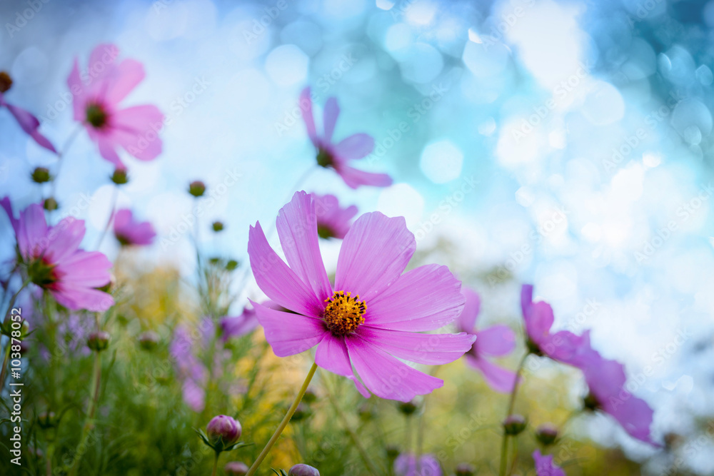 Poster Field of flowers