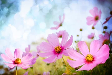 Foto auf Acrylglas Gänseblümchen Feld voller Blumen