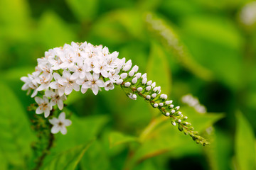 Gooseneck Loosestrife