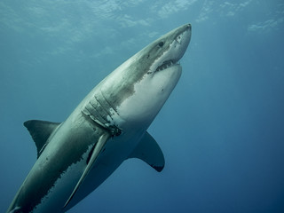 Great white shark emerging