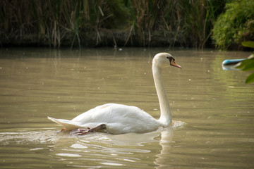 Duck swimming in a pond