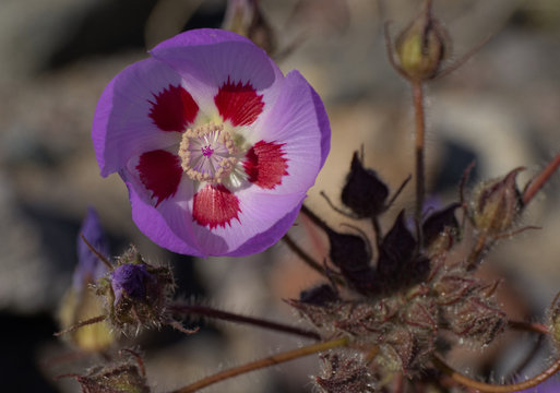 Fototapeta Desert Five Spot