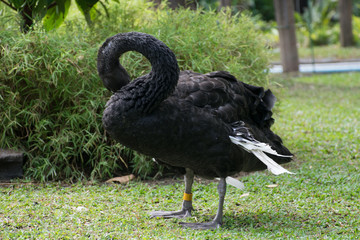 A black swan preening itself feathers