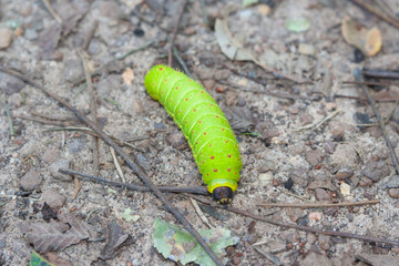 Caterpillar in Brazos Bend State Park near Houston,  Texas