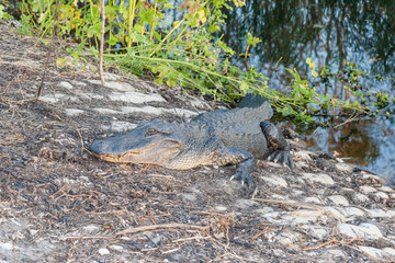 Hungry Alligator waits for reckless tourists in Brazos Bend State Park near Houston,  Texas
