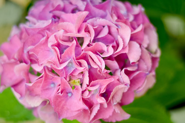 hydrangea close-up in vintage style. Hydrangea for the background. Selectiv focus.  Vintage effect