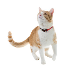 Ginger cat in a red collar  walks and is looking up