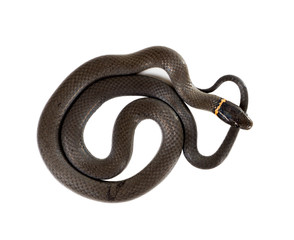  Ringneck Snake  (Diadophis punctatus Arnyi) isolated on white b