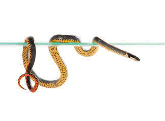  Ringneck Snake (Diadophis punctatus)