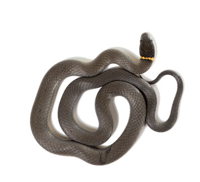  Ringneck Snake  (Diadophis punctatus Arnyi) isolated on white b