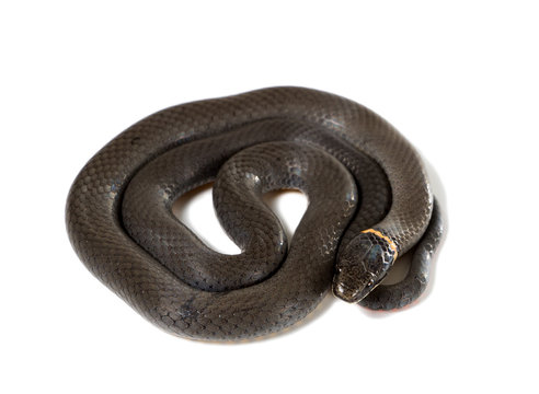  Ringneck Snake  (Diadophis punctatus Arnyi) isolated on white b