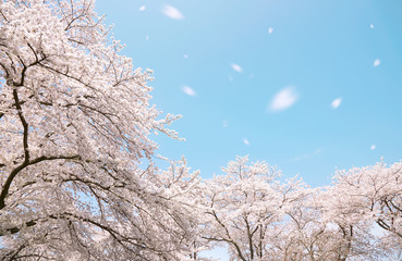 満開の桜　染井吉野　桜吹雪