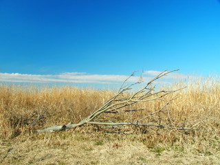 Fototapeta premium 冬枯れの中の倒木