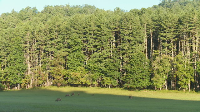 Bull Elk (Cervus canadensis) and Harem 1
