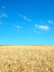 冬の土手と青空