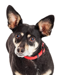 Miniature Pinscher and Chihuahua Crossbreed Closeup