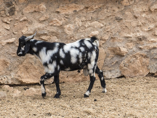 Goat Cheese Canary Island Icon Symbol