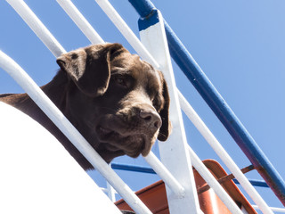 Dog Ship Boat Journey.