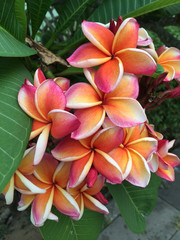 Plumeria flower in full bloom fragrance planted in the garden.